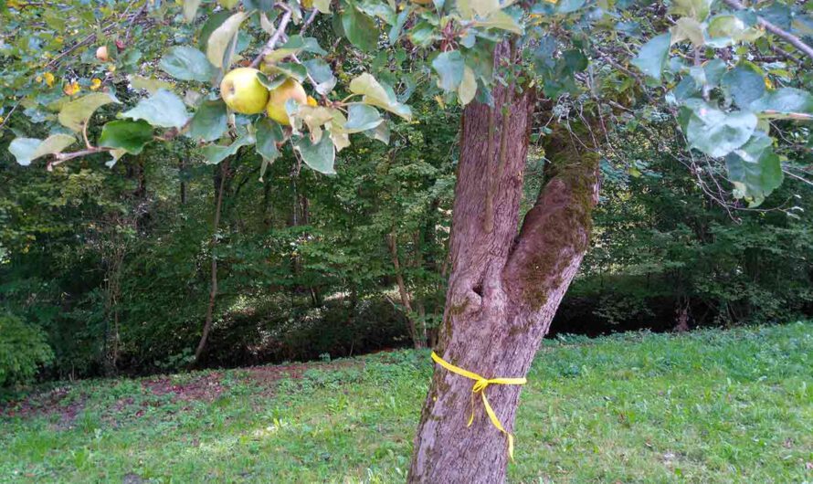 Obsternte für alle: „Gelbes Band“ markiert freigegebene Bäume