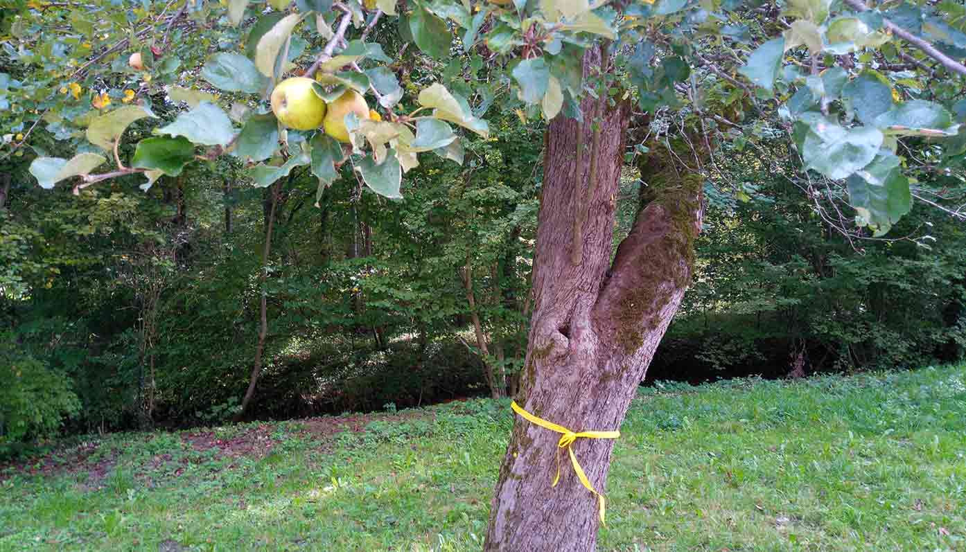 Gelbes Band“ markiert freigegebene Bäume