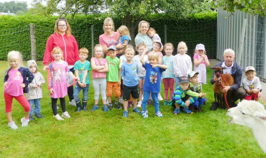 Ausflug mit Alpakas: Kindergarten Asten auf der Alpaka-Farm