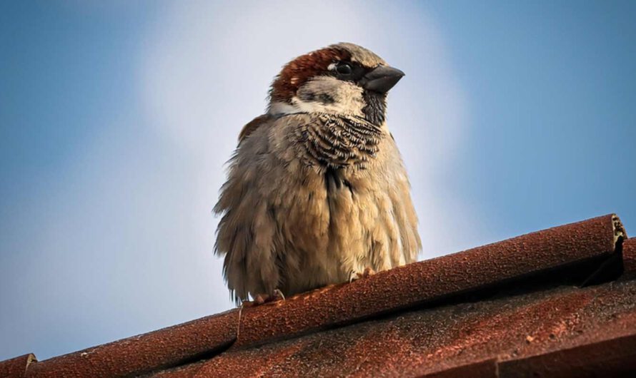 Spatz am Dach
